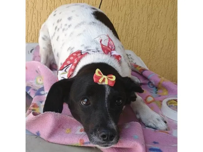 Cachorro ra a SRD-ViraLata idade 7 a 11 meses nome Sininho
