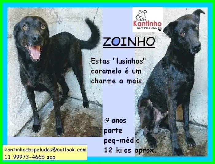 Cachorro ra a SRD-ViraLata idade 6 ou mais anos nome Zoinho