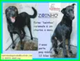 Zoinho