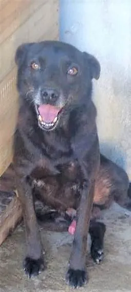 Cachorro ra a SRD-ViraLata idade 6 ou mais anos nome Zoinho
