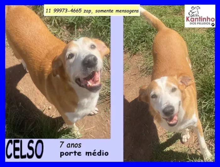 Cachorro ra a SRD-ViraLata idade 6 ou mais anos nome Celso