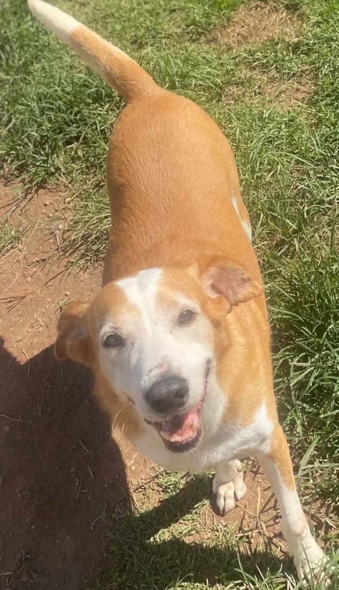 Cachorro ra a SRD-ViraLata idade 6 ou mais anos nome Celso