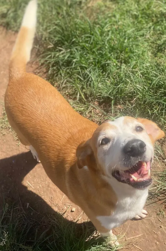 Cachorro ra a SRD-ViraLata idade 6 ou mais anos nome Celso