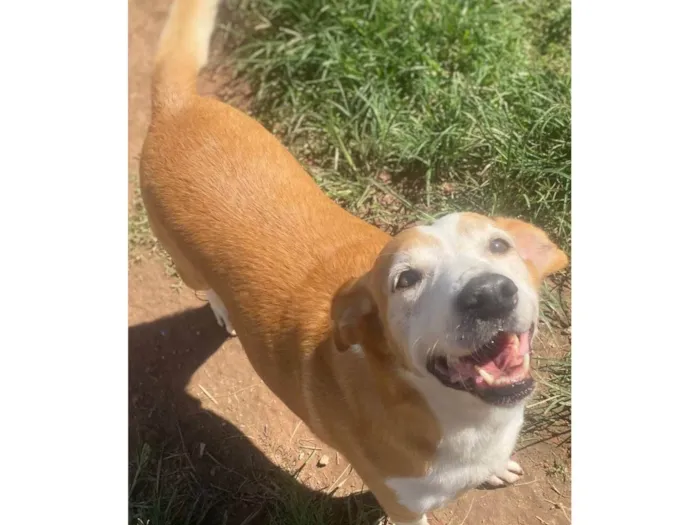 Cachorro ra a SRD-ViraLata idade 6 ou mais anos nome Celso