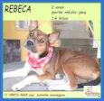 Rebeca