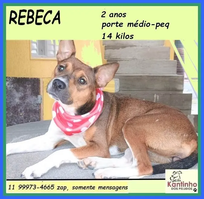 Cachorro ra a SRD-ViraLata idade 2 anos nome Rebeca
