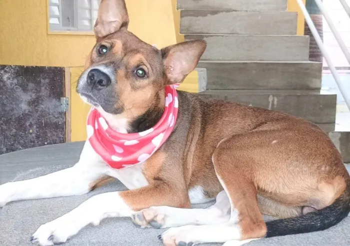 Cachorro ra a SRD-ViraLata idade 2 anos nome Rebeca