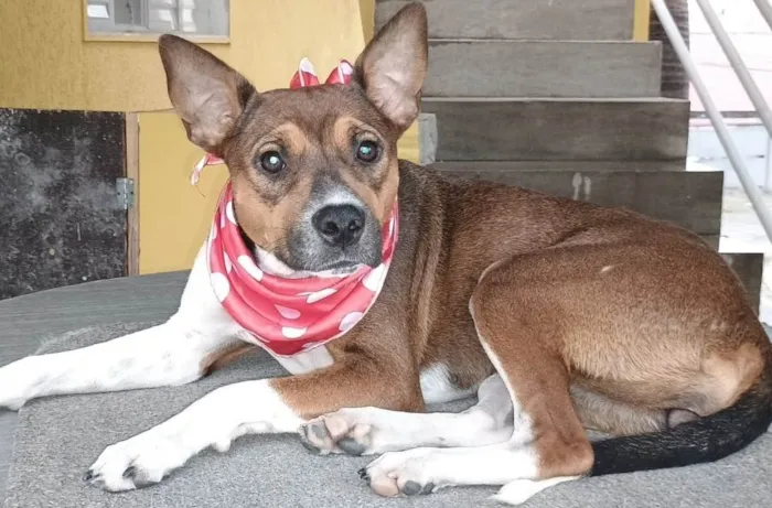 Cachorro ra a SRD-ViraLata idade 2 anos nome Rebeca