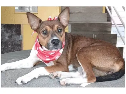 Cachorro raça SRD-ViraLata idade 2 anos nome Rebeca