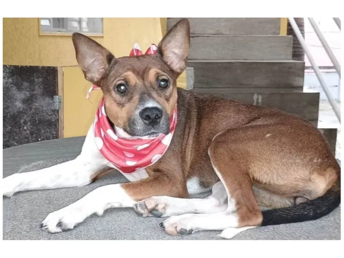 Cachorro ra a SRD-ViraLata idade 2 anos nome Rebeca