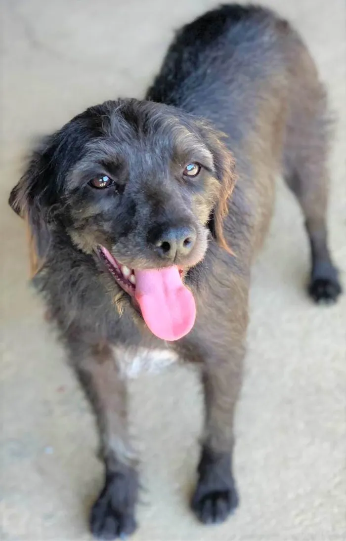 Cachorro ra a SRD-ViraLata idade 1 ano nome Sandrinha