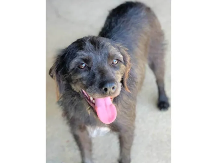 Cachorro ra a SRD-ViraLata idade 1 ano nome Sandrinha