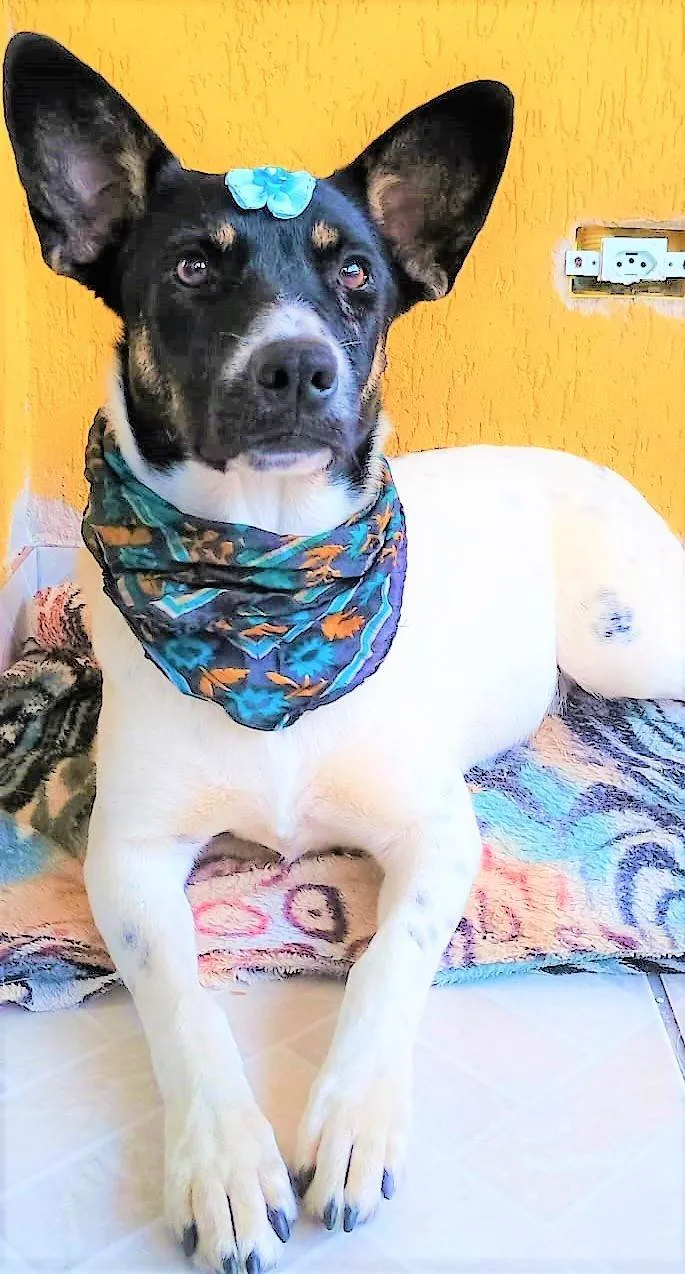 Cachorro ra a SRD-ViraLata idade 2 anos nome Serena 
