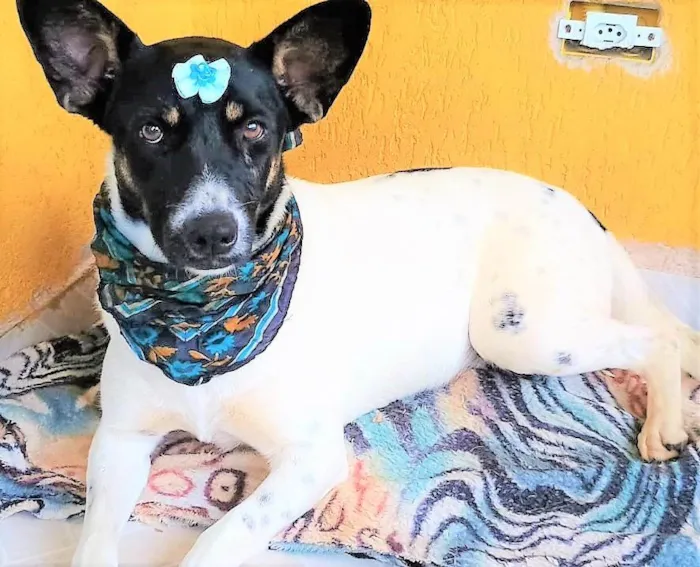 Cachorro ra a SRD-ViraLata idade 2 anos nome Serena 
