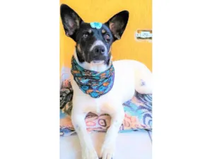 Cachorro raça SRD-ViraLata idade 2 anos nome Serena 