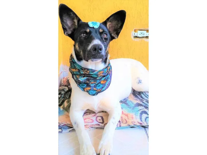Cachorro ra a SRD-ViraLata idade 2 anos nome Serena 
