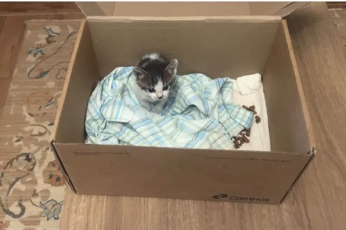 Gato ra a SRD-ViraLata idade 2 a 6 meses nome Encontrei ontem, não dei um nome.
