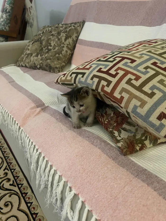 Gato ra a SRD-ViraLata idade 2 a 6 meses nome Encontrei ontem, não dei um nome.