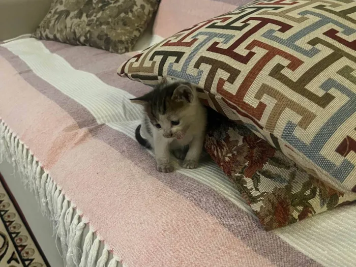 Gato ra a SRD-ViraLata idade 2 a 6 meses nome Encontrei ontem, não dei um nome.