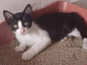 Gato raça SRD-ViraLata idade 2 a 6 meses nome Guerreiro 