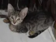 Catarina 