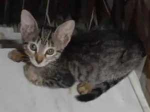 Gato raça SRD-ViraLata idade 2 a 6 meses nome Catarina 