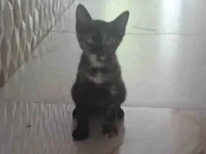 Gato raça SRD-ViraLata idade 2 a 6 meses nome Judite 