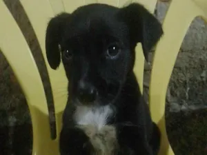 Cachorro raça SRD-ViraLata idade 1 ano nome Negao