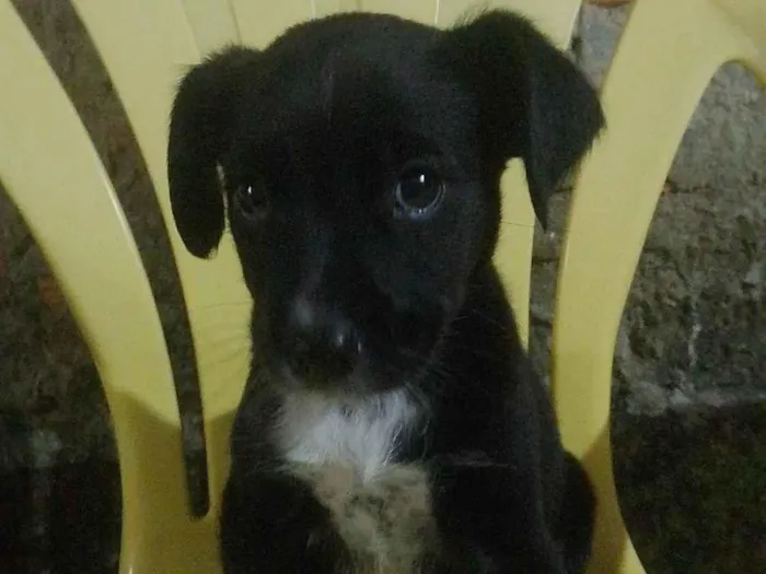 Cachorro ra a SRD-ViraLata idade 1 ano nome Negao
