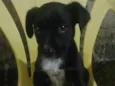 Negao