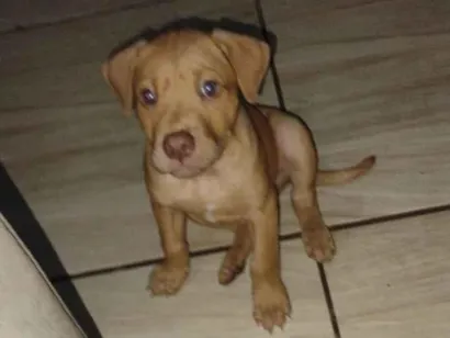 Cachorro raça Pit-Bull idade 2 a 6 meses nome Huff
