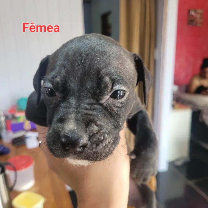Cachorro ra a SRD-ViraLata idade Abaixo de 2 meses nome Weverton 