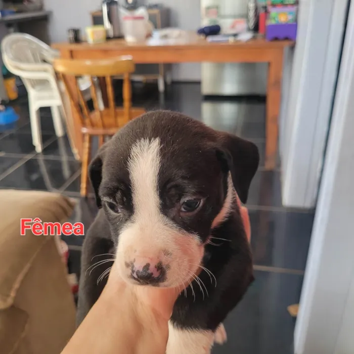 Cachorro ra a SRD-ViraLata idade Abaixo de 2 meses nome Weverton 