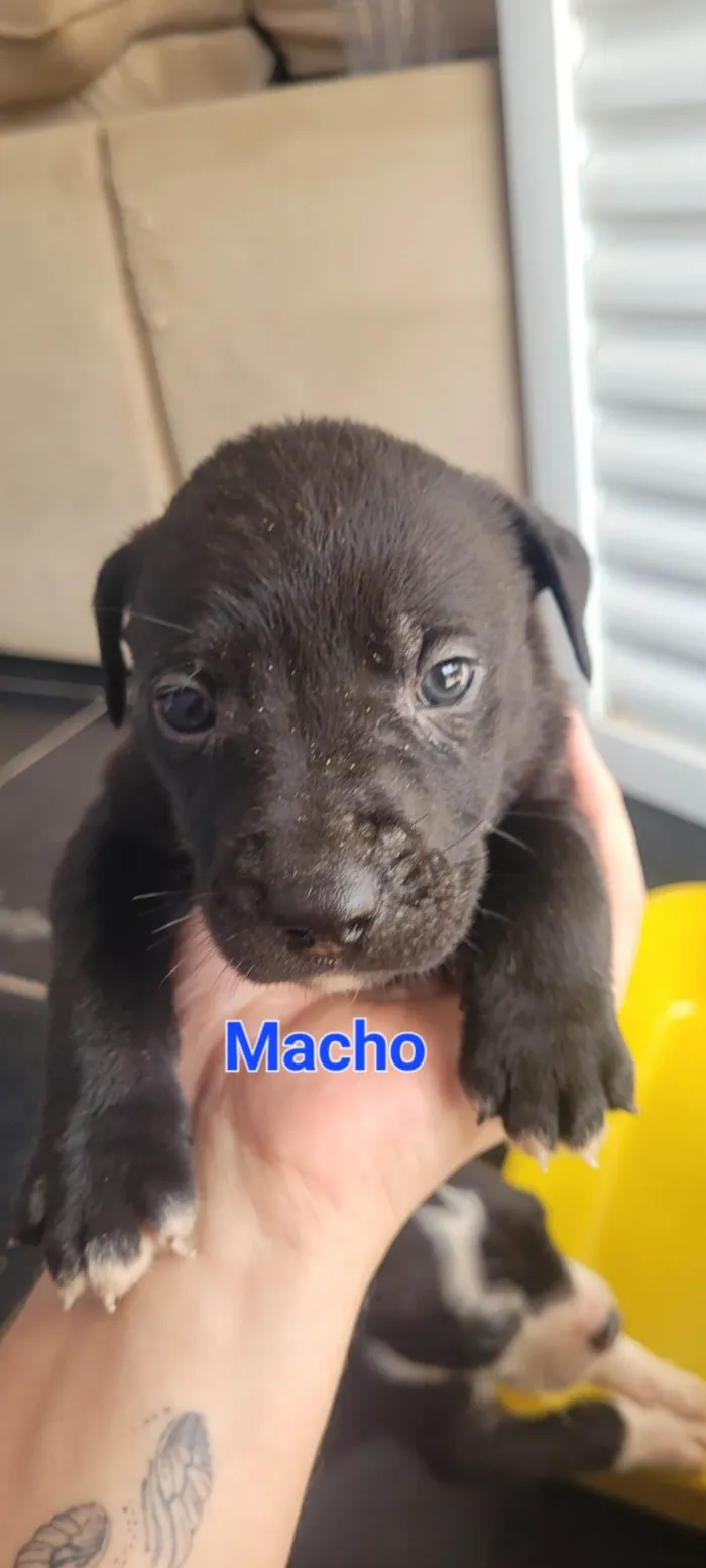 Cachorro ra a SRD-ViraLata idade Abaixo de 2 meses nome Weverton 