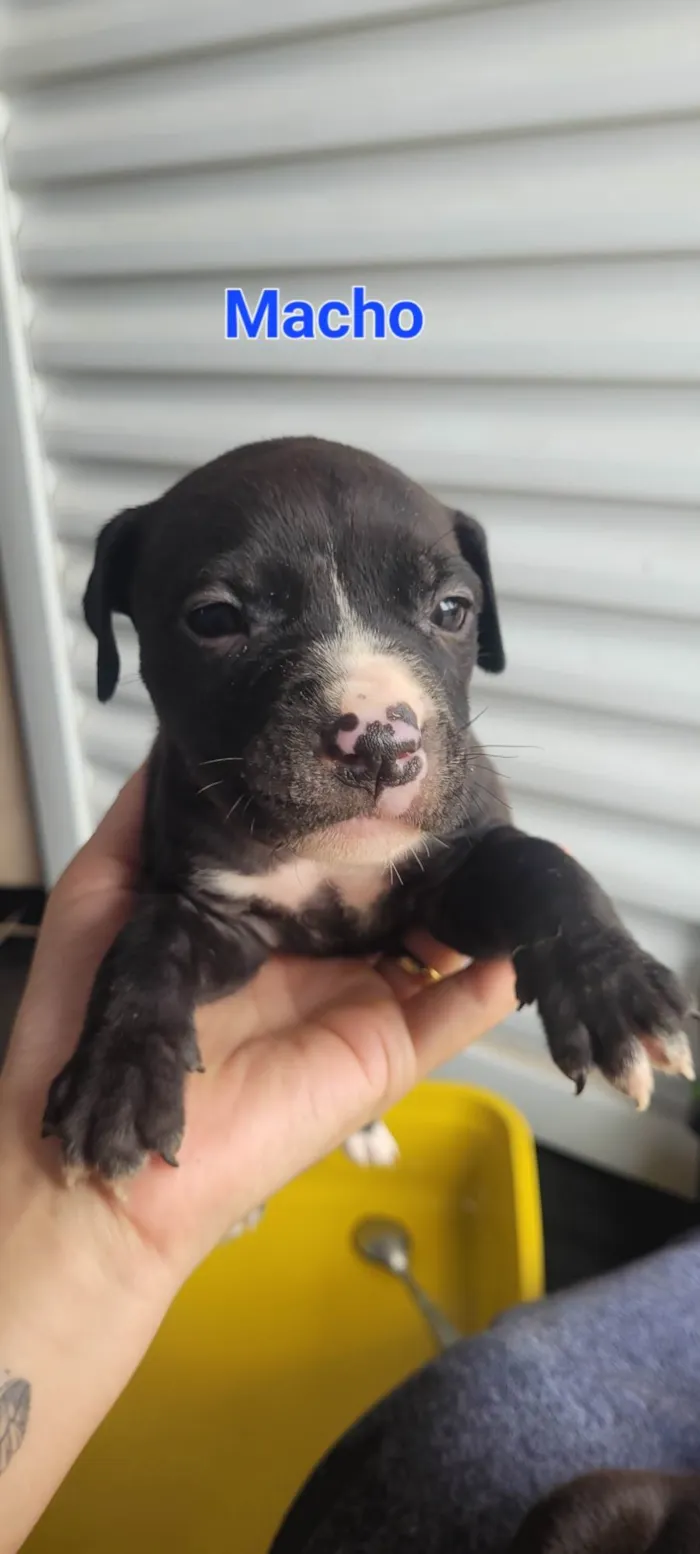 Cachorro ra a SRD-ViraLata idade Abaixo de 2 meses nome Weverton 