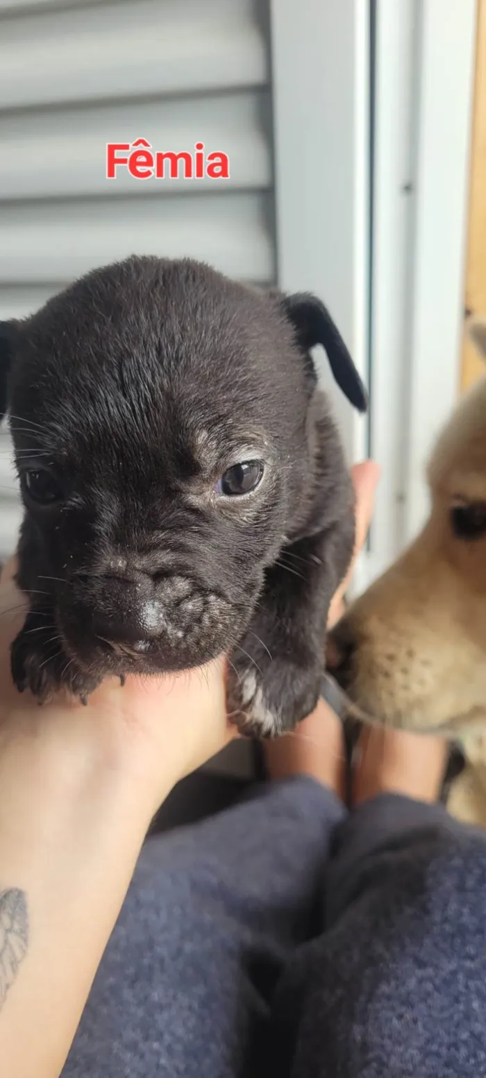Cachorro ra a SRD-ViraLata idade Abaixo de 2 meses nome Weverton 