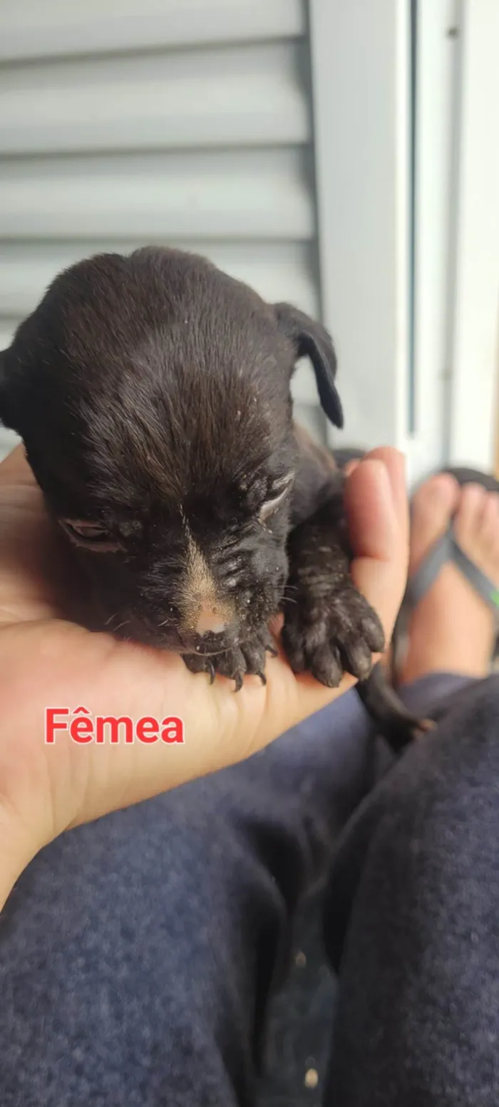 Cachorro ra a SRD-ViraLata idade Abaixo de 2 meses nome Weverton 