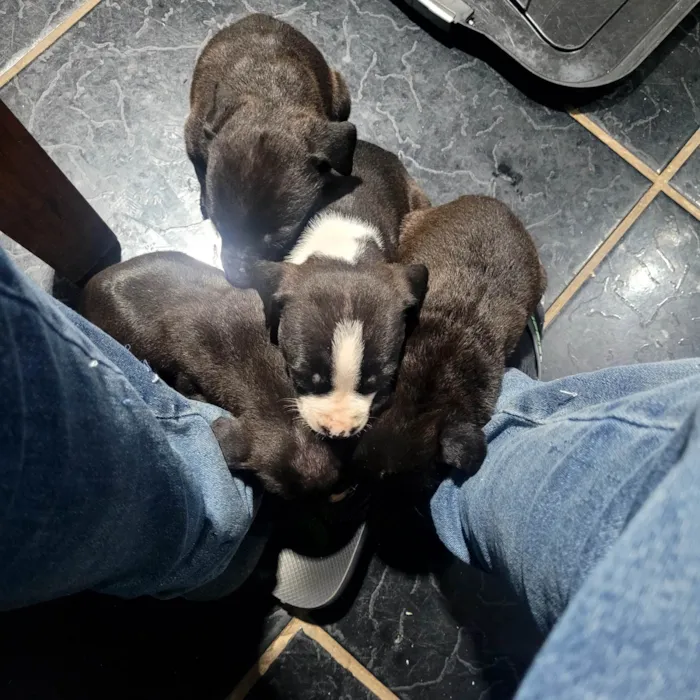 Cachorro ra a SRD-ViraLata idade Abaixo de 2 meses nome Weverton 