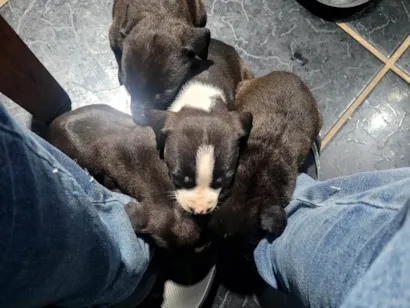 Cachorro raça SRD-ViraLata idade Abaixo de 2 meses nome Weverton 