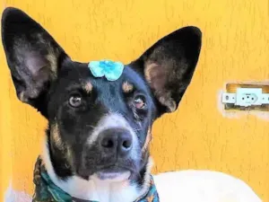 Cachorro raça SRD-ViraLata idade 2 anos nome Serena 