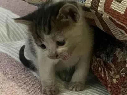 Gato raça SRD-ViraLata idade 2 a 6 meses nome Encontrei ontem, não dei um nome.