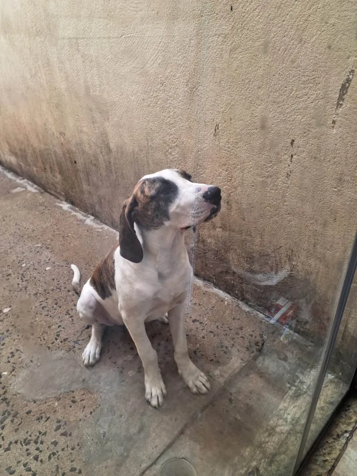 Cachorro ra a SRD-ViraLata idade 2 a 6 meses nome Illa