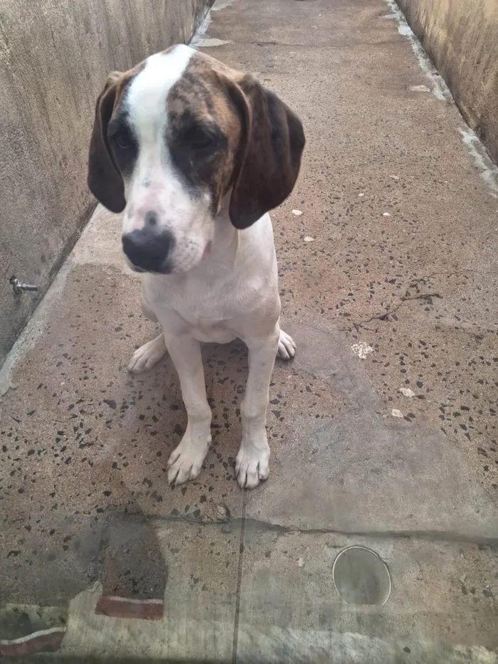 Cachorro ra a SRD-ViraLata idade 2 a 6 meses nome Illa