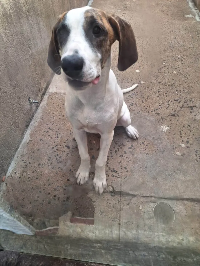Cachorro ra a SRD-ViraLata idade 2 a 6 meses nome Illa