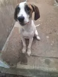 Illa