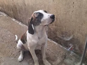 Cachorro raça SRD-ViraLata idade 2 a 6 meses nome Illa
