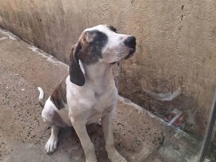 Cachorro ra a SRD-ViraLata idade 2 a 6 meses nome Illa
