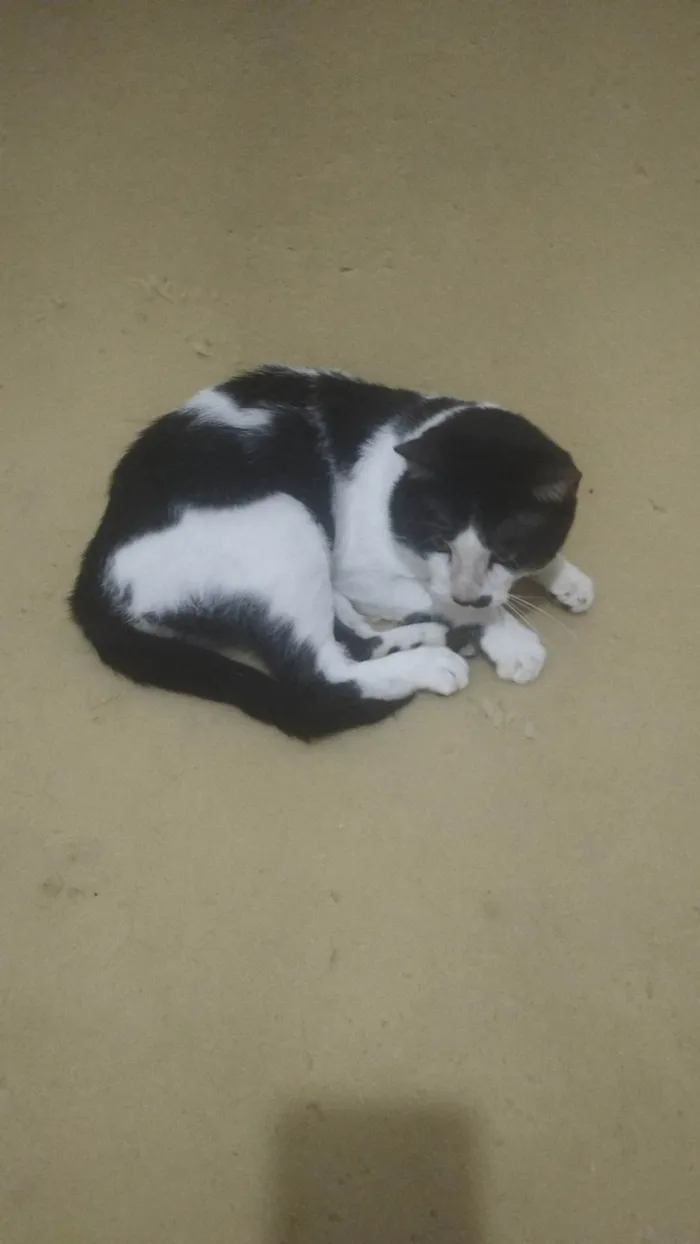 Gato ra a SRD-ViraLata idade 2 anos nome Romeu