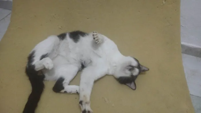 Gato ra a SRD-ViraLata idade 2 anos nome Romeu