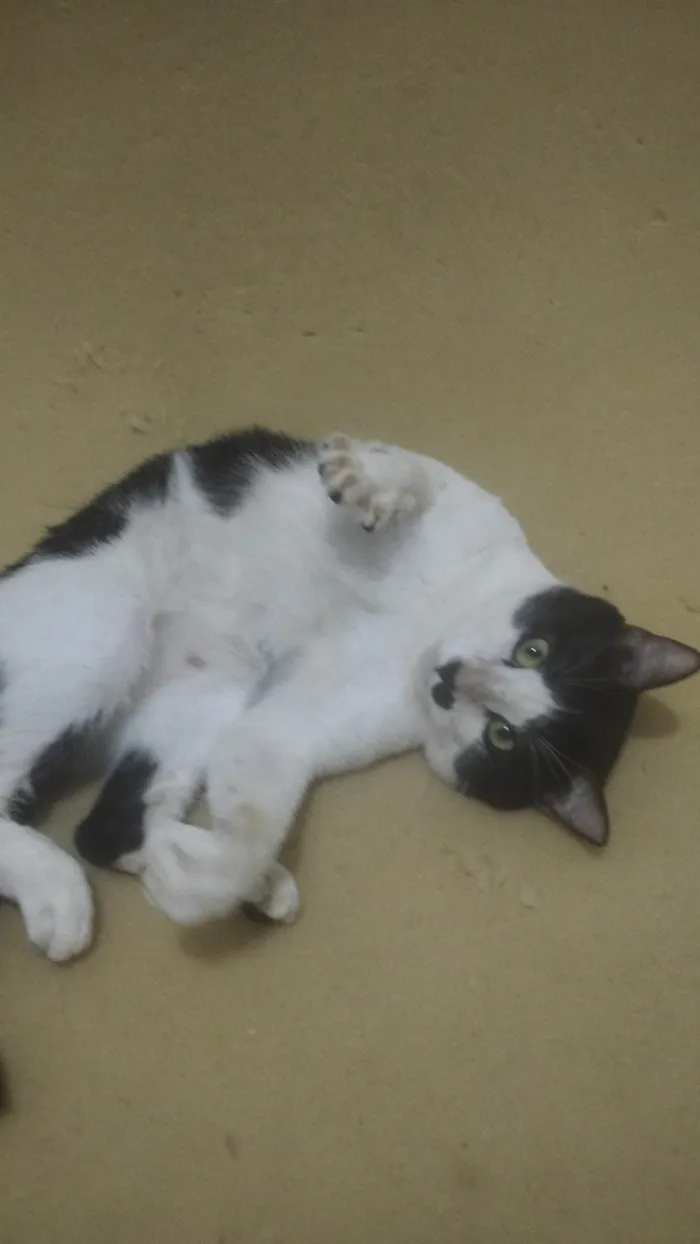 Gato ra a SRD-ViraLata idade 2 anos nome Romeu